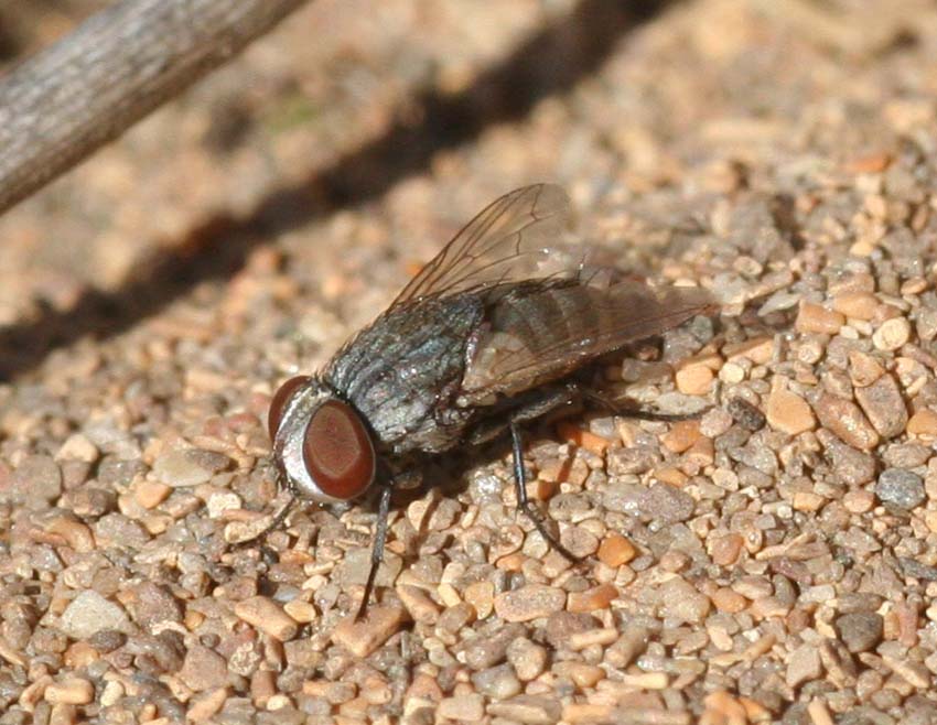 Senotainia cf albifrons (Sarcophagidae)